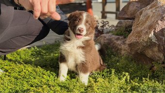 Štěňátko border kolie - 10