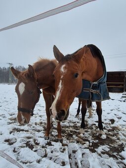 Letošní hřebeček - 10