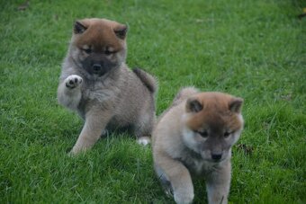 Shiba inu s průkazem původu - 10