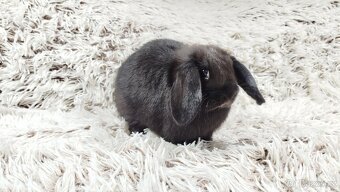 Zakrslý beránek, králíček, králík - BIBI - 10