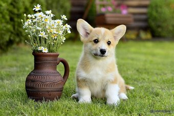 WELSH CORGI PEMBROKE S PP - 10