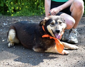 ELVIRA K ADOPCI - 2 ROKY, MILÁ, PŘÁTELSKÁ,KONTAKTNÍ - 10