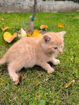 Zdravá & hravá KOŤÁTKA - 10