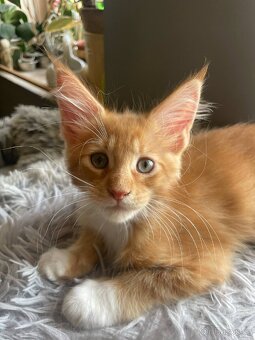 Mainska mývalí bez pp - 10