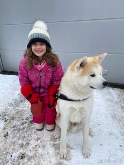 Akita Inu krytí - 10