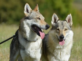 Československý vlčák - 10