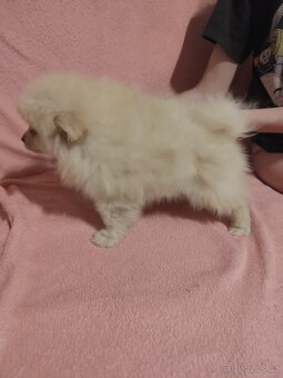 Špic pomeranian štěňátka - 10