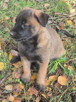 Belgický ovčák (Německý ovčák podíl 25%) štěňata - 10