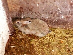 Prodám králíky samice i samce - 10