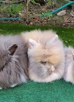 Teddy králíčci nádherná mláďata - 10