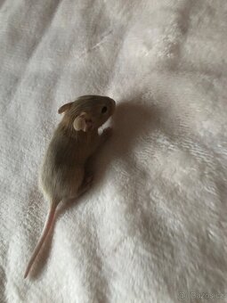 Osmák degu - 10
