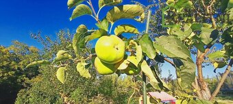 Prodej zahradního altánu v žádané zahrádkářské osadě Hliník - 10