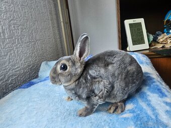 Zakrslý králíček - 10