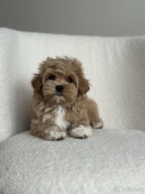 Maltipoo f1 fenka girl - 10