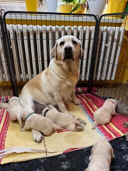 Labradorský retriever s PP - 10