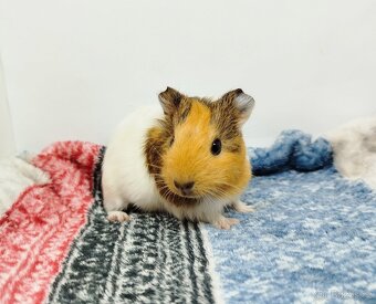 Morče, Morčata, Morčátko, Morčátka - SAMIČKY - 10