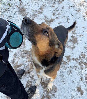 RON K ADOPCI - vděčný mazel, parťák, vhodný k dětem - 10