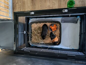 Prodám morčata s v vybavením. - 10