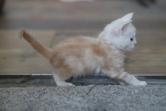 Mainská mývalí s PP - 10