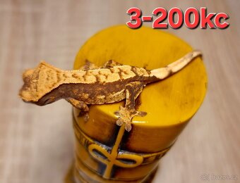Pagekon řasnatý - 10