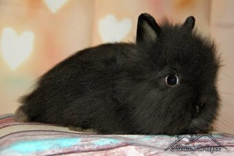 Zakrslí králíčci Teddy s VP_(Vánoční miminka)-doprava po ČR - 10