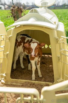 Boudy pro telata Calfella - 10