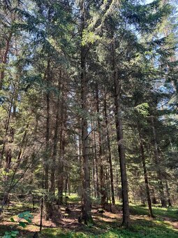 Prodám lesní pozemky v k.ú. Nesměň u Ločenic - 10