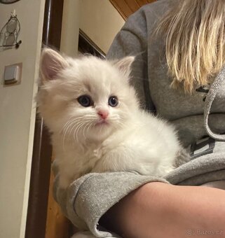 Ragdoll koťata s PP - 10