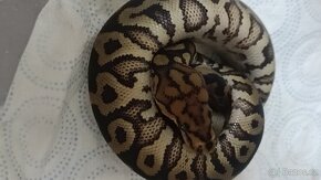 Krajta královská mláďata ze spojení Spotnose pastel clown - 10