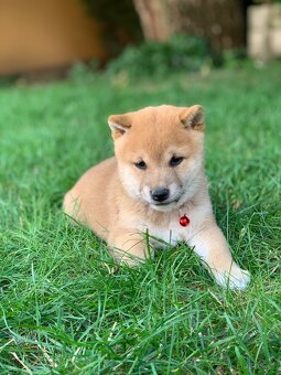 Shiba inu - 10