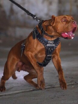 Bandog, Mastiff, Molos - 10