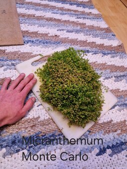 Čerstvé akvarijní rostliny - 10