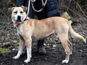 GEBBY K ADOPCI - přátelská, milá, aktivní - 10
