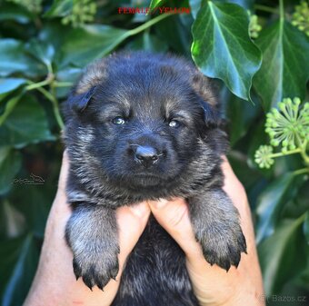Německý ovčák -Štěnata s PP (FCI) - 10