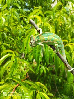 chameleon jemenský, terárium - 10