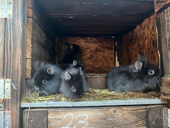 Zakrslý králíčci - 10