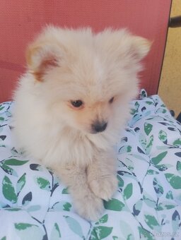 Pomeranian špic - 10