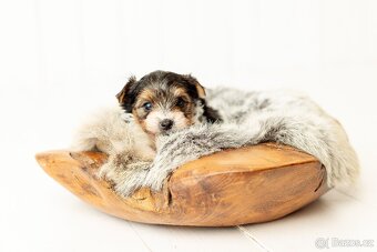 Biewer a Biro Yorkshire Terrier s PP, Jorkšír terier s PP - 10