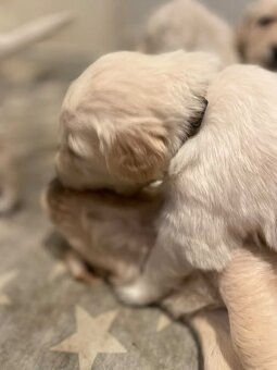 Zlatý retrívr štěňátka 🐶 - 10