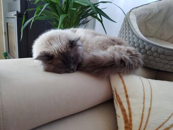Nabízím kocoura Ragdoll ke krytí - 10