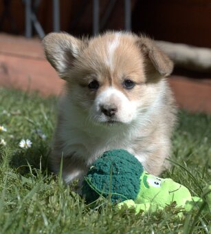 Welsch corgi pembroke s PP - 10