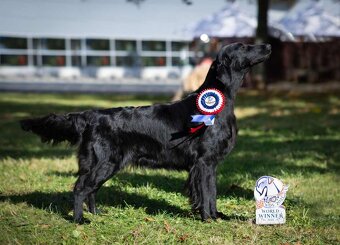 Flat Coated Retriever - pejsci s průkazem původu - 10