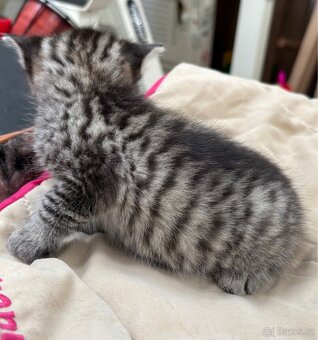 Bengálská/britská koťata - 10