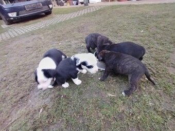 Štěňata - 10