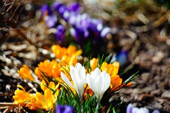 CZJ Sonnar electric RED MC 3,5/135 M42 TOP STAV - 10