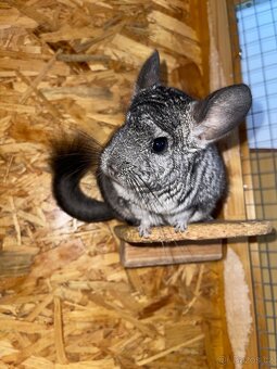 Prodám voliéru pro činčily + dvě činčily (bratři, 3 roky) - 10