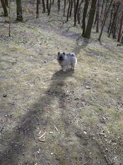Německý vlčí špic (keeshond) - štěńátka s PP - 10