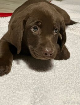 Štěňátka labradorského retrívra - 10