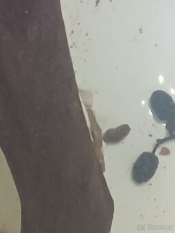 Ancitrus long fin(závojnatý) a krátkoocasé - 10