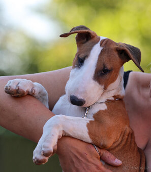 Bullterrier, Bullterier, Bulterier - 10